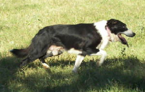 razordogs048.JPG