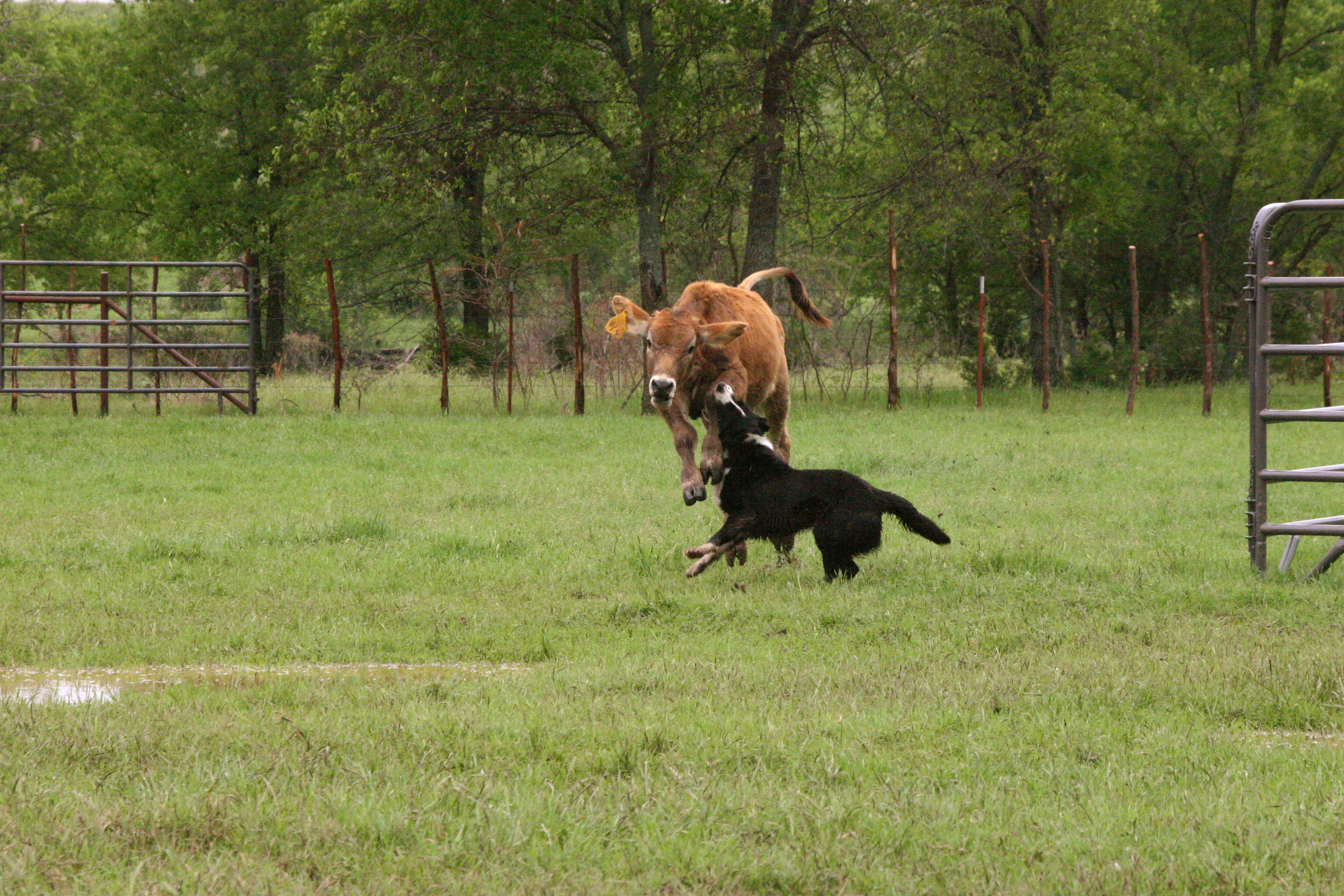 webassets/razordog.jpg